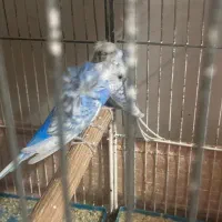 جفت طوطی کوتوله و مرغ عشق پروانه ای ضمانتی|پرنده|زرند, |دیوار