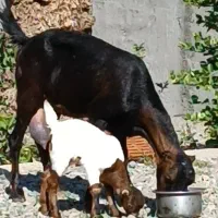 بز کهره بنگالی دو کیلو شیر موقعیت جیرفت|حیوانات مزرعه|کرمان, |دیوار