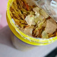 غذا ماهی جی بی ال نو|ماهی|ری, دولتآباد|دیوار