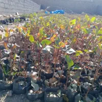 نهال گلدونی ۱ ساله