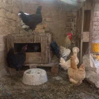 پرنده مرغ خروس
