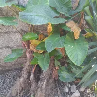 گل بابا آدم|گل و گیاه طبیعی|رحیمآباد, |دیوار