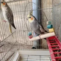 طوطی عروس هلندی|پرنده|محمدیه-قزوین, |دیوار