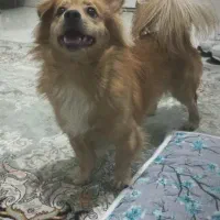 میکس پامرانین و اشپیتز