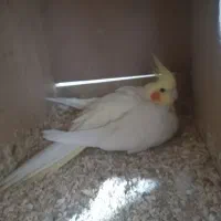 دو جفت عروس هلندی درشت کشیده با تخم و جوجه|پرنده|مرودشت, کناره|دیوار