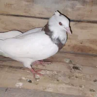 کفتر پرشی ساعتی|پرنده|قرچک, میرزائی شمالی|دیوار