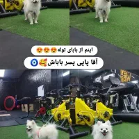 پامر عروسکی سایز ریز و شیتزو کراس کیفیت خوب|سگ|شیراز, رکن‌آباد|دیوار