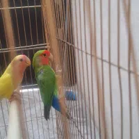 طوطی برزیلی|پرنده|قزوین, |دیوار