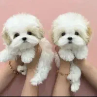 سگ پودل مالتیز