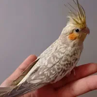 عروس هلندی نر (جوجه)