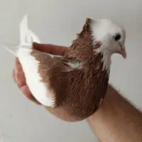 طوقی زرد نر طوقی سبز ماده