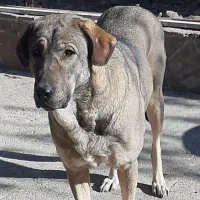 سگ عراقی ماده