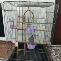 عروس هلندی ماده باقفس