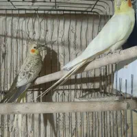 عروس هلندی نر و ماده جفت