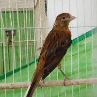 یک جفت قناری دارچینی یا سوخته|پرنده|لنگرود, |دیوار