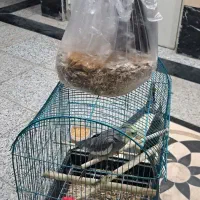 عروس هلندی نر ماده مرغ عشق کاسکو طوطی|پرنده|ری, صفاییه (چشمه علی)|دیوار