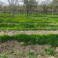 علوفه گوسفند و گاو