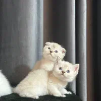 بچه گربه های اسکاتیش و بریتیش|گربه|شیراز, عفیف‌آباد|دیوار