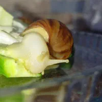 فروش حلزون آچاتینا برای حلزون تراپی|خزنده|ابهر, |دیوار