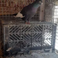 جفت سینه ای با ی جوجه|پرنده|کارون, |دیوار