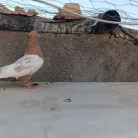 آلمانی زردخوب ماده