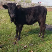 لیشه چالوسی