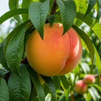 نهال گردو دماوندی مقاوم به سرما و رشد یکنواخت|خدمات باغبانی و درختکاری|مشهد, بهشت|دیوار