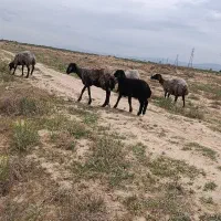 میش بره داره