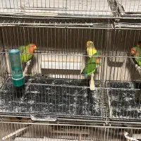 طوطی کوتوله