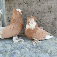 کبوتر بخارا|پرنده|اصفهان, ارغوانیه|دیوار