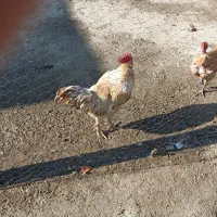 ۴مرغ محلی با۱خروس محلی به بفرش مرسد