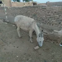 درود بر شما. خرجوان 3ه ساله به شرط سلامت