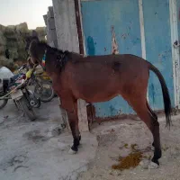 یک راس قاطر ماچه سواری وباری سرحال|حیوانات مزرعه|شیراز, کوشک بیدک|دیوار