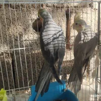 یک جفت عروس زیبا|پرنده|اسحاق آباد, |دیوار