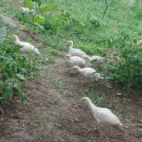 جوجه بوقلمون یکماه و نیمه