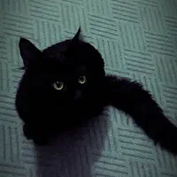 واگذاری فوری گربه میکس پرشین