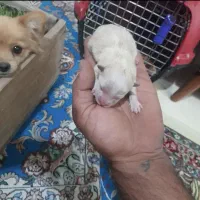 سگ پامراین ماده همراه توله|سگ|شهر بابک, |دیوار