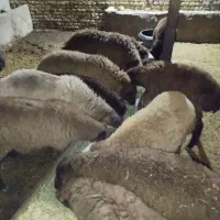 بره نر هترو همه گله کرد