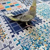 ۲عدد طوطی برزیلی ۱عددمرغ عشق ۵عدد عروس هلندی|پرنده|رشت, سلیمانداراب|دیوار