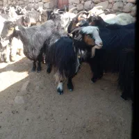 ۳۰ راس بز بفروش میرسد|حیوانات مزرعه|ایذه, |دیوار