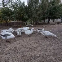 فروش تعدادی غازمحلی|حیوانات مزرعه|پیرانشهر, |دیوار