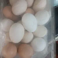 تخم مرغ نطفه دار و مرغ و خروس