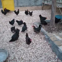 مرغ بلک استار تخم بده