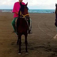 اسب دوخون سواری قدبلند