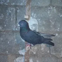 باخت کفتر سینه سیاه یال دم بس