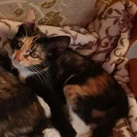 سلام بچه گربه ها و گربه ها رایگان واگذار میشه|گربه|رشت, حمیدیان|دیوار