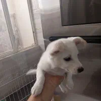 سگ پامر|سگ|صباشهر, |دیوار