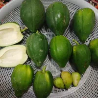 میوه درخت پاپایا