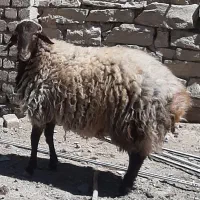 گوسفندبره نر