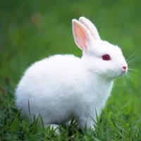 واگذاری رایگان خرگوش همستر خوکچه هندی پرندگان|موش و خرگوش|قم, شاه سید علی|دیوار